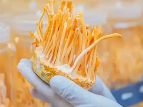 Cordicepina de Cordyceps militaris: Bioactividad de precisión para soluciones sanitarias modernas