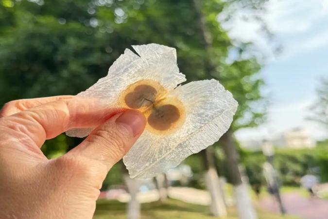 Oroxilina A premium (CAS 480-11-5): alta pureza, suministro estable y envíos internacionales