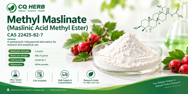 Methyl Maslinate (Maslinic Acid Methyl Ester): Chemical Identity, Research Applications and Buyer Guid